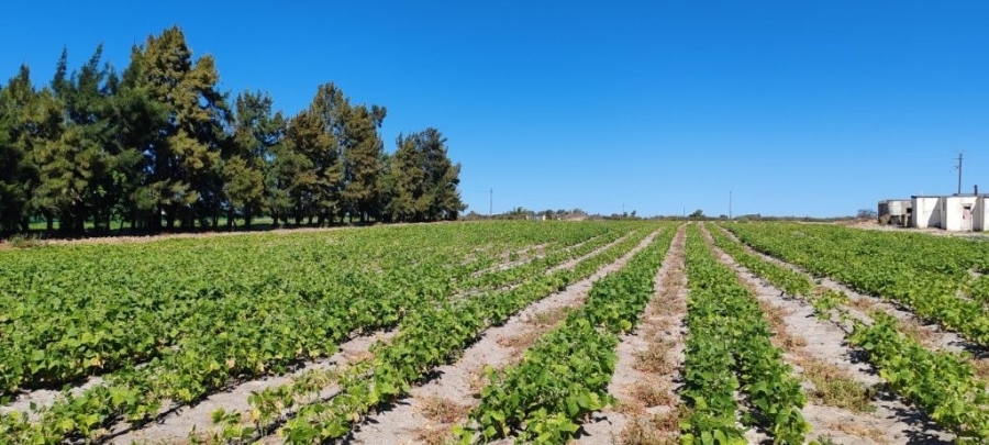 3 Bedroom Property for Sale in Hopefield Rural Western Cape